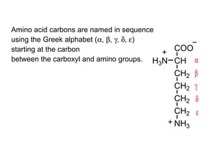 Amino acid carbons are named in sequence
using the Greek alphabet (α, β, γ, δ, ε)
starting at the carbon                     COO
between the carboxyl and amino groups. H N CH α
                                         3
                                        CH2   β
                                        CH2   γ
                                        CH2   δ
                                        CH2   ε
                                        NH3
 