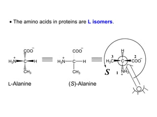 • The amino acids in proteins are L isomers.




      COO                  COO                  H
                                          3             2
H3N   C     H       H3N    C     H      H3C     C      COO

      CH3                  CH3          S      1 NH3

L-Alanine                 (S)-Alanine
 