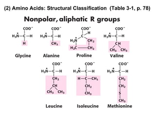 (2) Amino Acids: Structural Classification (Table 3-1, p. 78)
 