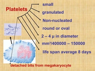 Platelets

small
granulated
Non-nucleated
round or oval
2 – 4 µ in diameter
mm³/400000 – 150000
life span average 8 days

detached bits from megakaryocyte

 
