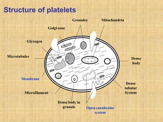 Structure of platelets
Granules

Mitochondria

Golgi zone
Glycogen

Microtubules

Dense
body

Membrane
Dense
tubular
System

Microfilament
Dense body in
granule

Open canalicular
system

 