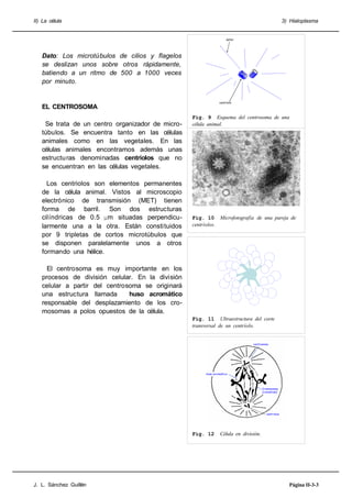 II) La célula                                                                                         3) Hialoplasma


                                                                     áster




   Dato: Los microtúbulos de cilios y flagelos
   se deslizan unos sobre otros rápidamente,
   batiendo a un ritmo de 500 a 1000 veces
   por minuto.


                                                                centríolo
   EL CENTROSOMA
                                                  Fig. 9 Esquema del centrosoma de una
    Se trata de un centro organizador de micro-   célula animal.
   túbulos. Se encuentra tanto en las células
   animales como en las vegetales. En las
   células animales encontramos además unas
   estructu ras denominadas centriolos que no
   se encuentran en las células vegetales.

     Los centriolos son elementos permanentes
   de la célula animal. Vistos al microscopio
   electrónico de transmisión (MET) tienen
   forma de barril. Son dos estructuras
   cilíndricas de 0.5 μm situadas perpendicu-     Fig. 10 Microfotografía de una pareja de
   larmente una a la otra. Están constituidos     centríolos.
   por 9 tripletas de cortos microtúbulos que
   se disponen paralelamente unos a otros
   formando una hélice.

     El centrosoma es muy importante en los
   procesos de división celular. En la división
   celular a partir del centrosoma se originará
   una estructura llamada      huso acromático
   responsable del desplazamiento de los cro-
   mosomas a polos opuestos de la célula.
                                                  Fig. 11 Ultraestructura del corte
                                                  transversal de un centríolo.


                                                                                centrosoma




                                                       Huso acromático




                                                                                       Cromosomas
                                                                                       (cromátida)




                                                                                         centriolos




                                                  Fig. 12        Célula en división.




J. L. Sánchez Guillén                                                                                   Página II-3-3
 