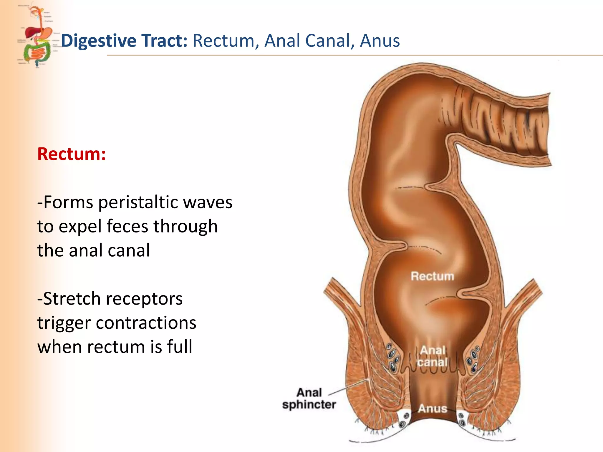 08 human organ systems | PPTX