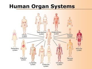 Human Organ Systems

 