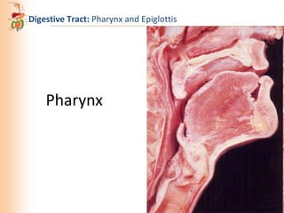 Digestive Tract: Pharynx and Epiglottis

Pharynx

 