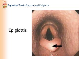 Digestive Tract: Pharynx and Epiglottis

Epiglottis

 