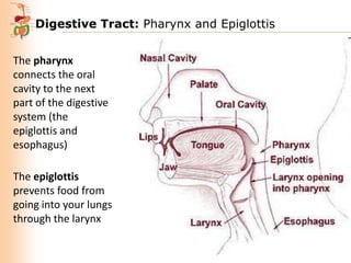 Digestive Tract: Pharynx and Epiglottis
The pharynx
connects the oral
cavity to the next
part of the digestive
system (the
epiglottis and
esophagus)
The epiglottis
prevents food from
going into your lungs
through the larynx

 