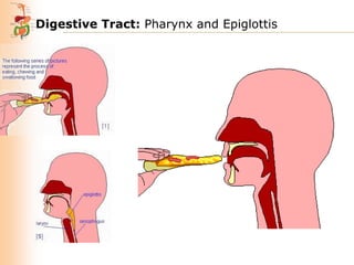 Digestive Tract: Pharynx and Epiglottis

 