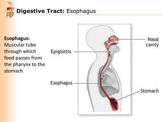 Digestive Tract: Esophagus

Esophagus:
Muscular tube
through which
food passes from
the pharynx to the
stomach

 