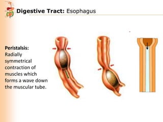 Digestive Tract: Esophagus

Peristalsis:
Radially
symmetrical
contraction of
muscles which
forms a wave down
the muscular tube.

 