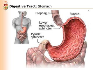 Digestive Tract: Stomach

 