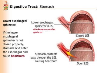 Digestive Tract: Stomach

Lower esophageal
sphincter:
If the lower
esophageal
sphincter is not
closed properly,
stomach acid enter
the esophagus and
cause heartburn

Also known as cardiac
sphincter

 