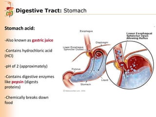 Digestive Tract: Stomach
Stomach acid:
-Also known as gastric juice
-Contains hydrochloric acid
(HCl)
-pH of 2 (approximately)
-Contains digestive enzymes
like pepsin (digests
proteins)
-Chemically breaks down
food

 