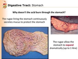 Digestive Tract: Stomach
Why doesn’t the acid burn through the stomach?
The rugae lining the stomach continuously
secretes mucus to protect the stomach

The rugae allow the
stomach to expand
dramatically (up to 1 litre)

 