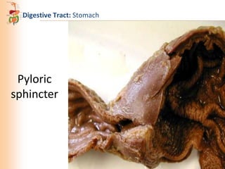 Digestive Tract: Stomach

Pyloric
sphincter

 
