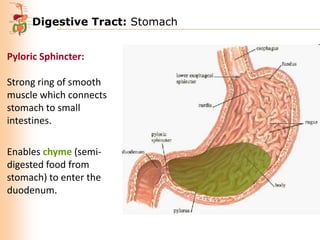 Digestive Tract: Stomach
Pyloric Sphincter:
Strong ring of smooth
muscle which connects
stomach to small
intestines.
Enables chyme (semidigested food from
stomach) to enter the
duodenum.

 