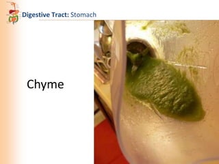 Digestive Tract: Stomach

Chyme

 