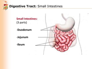 Digestive Tract: Small Intestines

Small Intestines:
(3 parts)
-Duodenum
-Jejunum
-Ileum

 