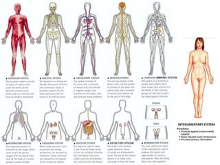 INTEGUMENTARY SYSTEM

 