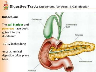 Digestive Tract: Duodenum, Pancreas, & Gall Bladder
Duodenum:
The gall bladder and
pancreas have ducts
going into the
duodenum.

-10-12 inches long
-most chemical
digestion takes place
here

 