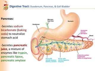 Digestive Tract: Duodenum, Pancreas, & Gall Bladder

Pancreas:
-Secretes sodium
bicarbonate (baking
soda) to neutralize
stomach acid

-Secretes pancreatic
juice, a mixture of
enzymes like trypsin,
pancreatic lipase,
pancreatic amylase

 