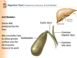 Digestive Tract: Duodenum, Pancreas, & Gall Bladder

Gall Bladder:
Stores bile
produced by the
liver.
Bile emulsifies fats
to allow greater
surface area for
fat enzymes
(lipases) to work

 