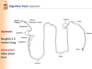 Digestive Tract: Jejunum

Jejunum:
Roughly 2.5
meters long.

Absorption
takes place
here
Jejunum

 