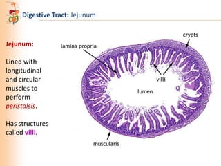 Digestive Tract: Jejunum

Jejunum:
Lined with
longitudinal
and circular
muscles to
perform
peristalsis.
Has structures
called villi.

 