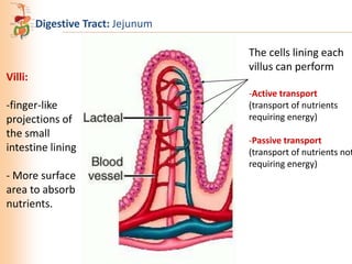 Digestive Tract: Jejunum

Villi:
-finger-like
projections of
the small
intestine lining
- More surface
area to absorb
nutrients.

The cells lining each
villus can perform
-Active transport
(transport of nutrients
requiring energy)

-Passive transport
(transport of nutrients not
requiring energy)

 