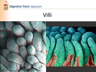 Digestive Tract: Jejunum

Villi

 