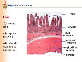 Digestive Tract: Ileum

Ileum:

-2.4 meters
long
-absorption
(has villi)
-also absorbs
vitamin B12
and bile salts

 