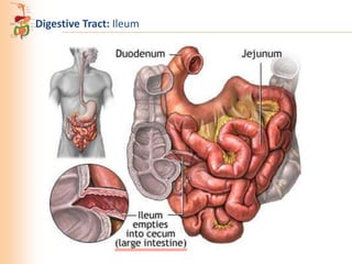 Digestive Tract: Ileum

 
