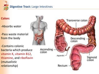 Digestive Tract: Large Intestines

Colon:
-Absorbs water
-Pass waste material
from the body
-Contains colonic
bacteria which produce
vitamin K, vitamin B12,
thiamine, and riboflavin
(mutualistic
relationship)

 