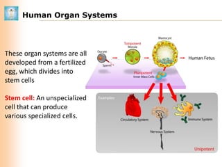 Human Organ Systems

These organ systems are all
developed from a fertilized
egg, which divides into
stem cells
Stem cell: An unspecialized
cell that can produce
various specialized cells.

 