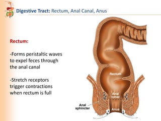 Digestive Tract: Rectum, Anal Canal, Anus

Rectum:
-Forms peristaltic waves
to expel feces through
the anal canal
-Stretch receptors
trigger contractions
when rectum is full

 