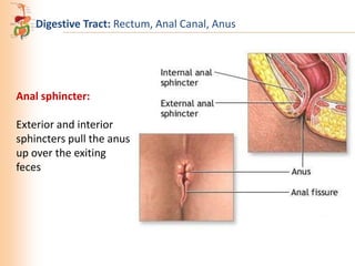 Digestive Tract: Rectum, Anal Canal, Anus

Anal sphincter:
Exterior and interior
sphincters pull the anus
up over the exiting
feces

 