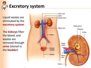Excretory system
Liquid wastes are
eliminated by the
excretory system.
The kidneys filter
the blood, and
wastes are
removed through
urine (stored in
the bladder)

 