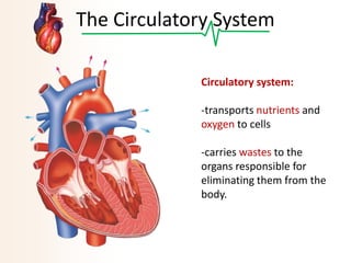 The Circulatory System
Circulatory system:
-transports nutrients and
oxygen to cells
-carries wastes to the
organs responsible for
eliminating them from the
body.

 