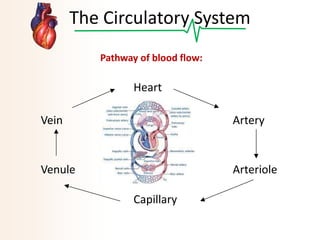 The Circulatory System
Pathway of blood flow:

Heart
Vein

Artery

Venule

Arteriole

Capillary

 