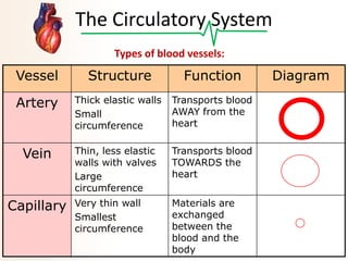 The Circulatory System
Types of blood vessels:

Vessel

Structure

Function

Artery

Thick elastic walls
Small
circumference

Transports blood
AWAY from the
heart

Vein

Thin, less elastic
walls with valves
Large
circumference

Transports blood
TOWARDS the
heart

Very thin wall
Smallest
circumference

Materials are
exchanged
between the
blood and the
body

Capillary

Diagram

 
