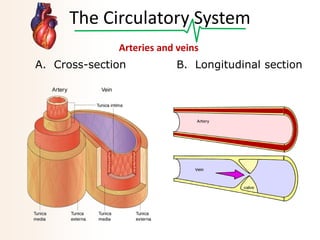 The Circulatory System
Arteries and veins
A. Cross-section

B. Longitudinal section

 