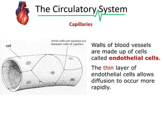 The Circulatory System
Capillaries

Walls of blood vessels
are made up of cells
called endothelial cells.
The thin layer of
endothelial cells allows
diffusion to occur more
rapidly.

 