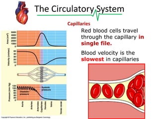 The Circulatory System
Capillaries
Red blood cells travel
through the capillary in
single file.
Blood velocity is the
slowest in capillaries

 