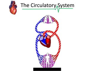 The Circulatory System

 