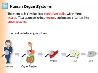 Human Organ Systems
The stem cells develop into specialized cells, which form
tissues. Tissues organize into organs, and organs organize into
organ systems.

Levels of cellular organization:

 