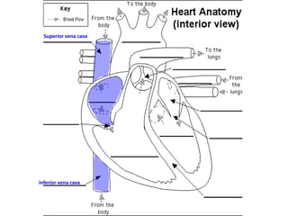 Superior vena cava

inferior vena cava

 