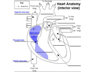 Superior vena cava

Right atrium

Tricuspid valve

inferior vena cava

 