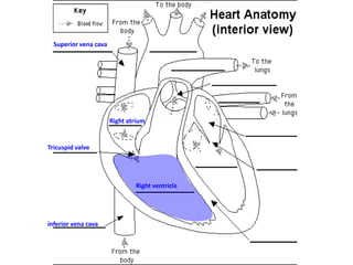 Superior vena cava

Right atrium

Tricuspid valve

Right ventricle

inferior vena cava

 