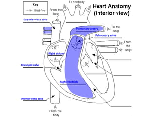 Superior vena cava
Pulmonary artery
Pulmonary valve

Right atrium

Tricuspid valve

Right ventricle

inferior vena cava

 