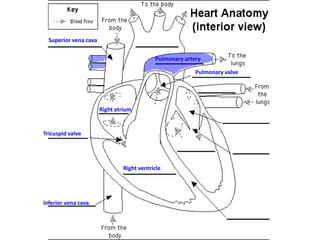 Superior vena cava
Pulmonary artery
Pulmonary valve

Right atrium

Tricuspid valve

Right ventricle

inferior vena cava

 